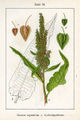 Rumex aquaticus plate 54