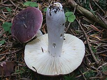 Russula atropurpurea BS11.jpg