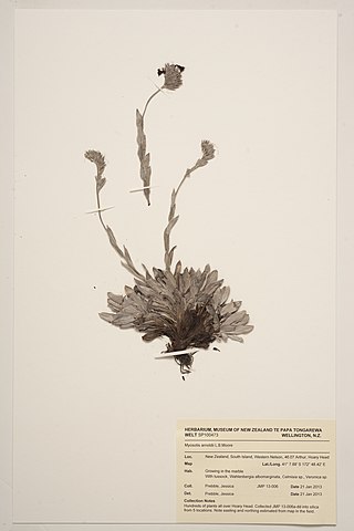 <i>Myosotis arnoldii</i> Species of flowering plant