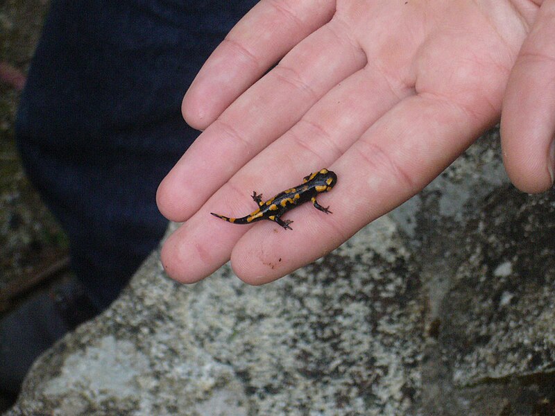 File:Salamandra salamandra.001 - Fragas do Eume.jpg
