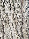 Thumbnail for File:Salix babylonica bark close-up 3.jpg