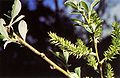 Salix lasiolepis(01).jpg