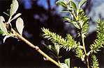 Salix lasiolepis üçün miniatür