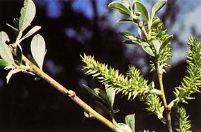 Описание изображения Salix lasiolepis (01) .jpg.
