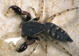 <i>Cheliferoides segmentatus</i> Species of spider