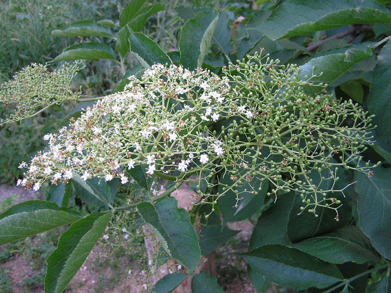 File:Sambucus nigra2 beentree brok.jpg