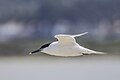 * Nomination Sandwich tern (Thalasseus sandvicensis) --Charlesjsharp 09:50, 6 June 2023 (UTC) * Promotion  Support Good quality. --MB-one 15:58, 14 June 2023 (UTC)