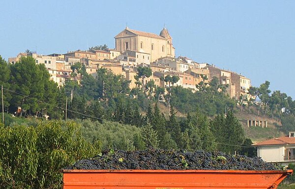 Sangiovese grapes harvested in the Montepulciano region.