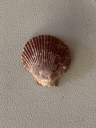 <i>Mimachlamys sanguinea</i> Species of mollusc