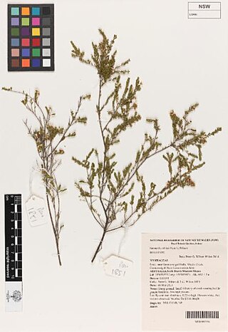 <i>Sannantha whitei</i> Species of flowering plant