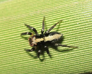 <i>Saphrys</i> Genus of spiders