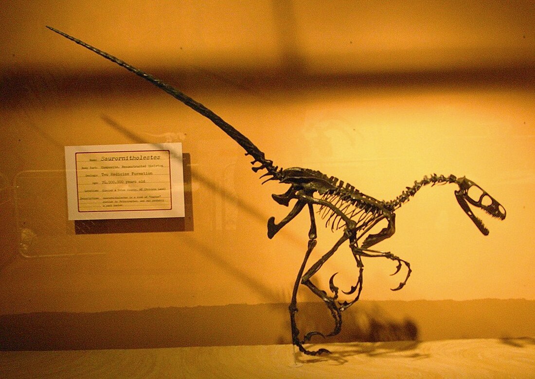 Saurornitholestes