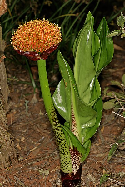 File:Scadoxus puniceus 1DS-II 4826.jpg