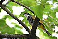 * Nomination A scaly-breasted bulbul on a tree. --GerifalteDelSabana 23:57, 24 June 2018 (UTC) * Withdrawn  Oppose Insufficient quality. Focus not on the eyes, CAs, oversharpened. --Basotxerri 15:58, 29 June 2018 (UTC) @Basotxerri: Could you do me a small favpr and annote where the CA and oversharpening is so that I can fix it? I personally saw nothing wrong, so maybe I missed something. GerifalteDelSabana 15:19, 30 June 2018 (UTC) @GerifalteDelSabana:  Done --Basotxerri 20:09, 30 June 2018 (UTC) @Basotxerri: , I have uploaded a new file (File:Scaly-breasted bulbul 2.jpg) that features zero sharpening and as little CA as I could make without ruining the picture. Also present is a slight luminance noise reduction. I will be happy to nominate the aforementioned as another nomination (and not replace the picture because it is a different shot), and hopefully it will pass QI standards. What are your thoughts on this one? GerifalteDelSabana 11:55, 1 July 2018 (UTC) Hi GerifalteDelSabana, IMO the main problem of the image is that the focus isn't on the eyes, it's a bit in front, on wings. This can't be fixed. However, please move this to CR, so we'll hear more opinions about it if you wish. --Basotxerri 14:14, 1 July 2018 (UTC)  I withdraw my nominationGerifalteDelSabana 01:40, 3 July 2018 (UTC)