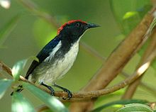 The scarlet-backed flowerpecker is a rare resident of Thailand. Scarlet-backed Fowerpecker male.jpg