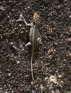 <i>Sceloporus chrysostictus</i> Species of lizard