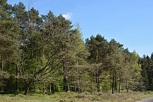 Schleswig-Holstein, Bark, Wittenborner Heide NIK 6079.jpg