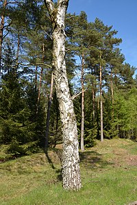 Schleswig-Holstein, Bark, Wittenborner Heide NIK 6088.jpg