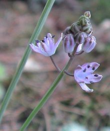 Scilla autumnalis.jpg