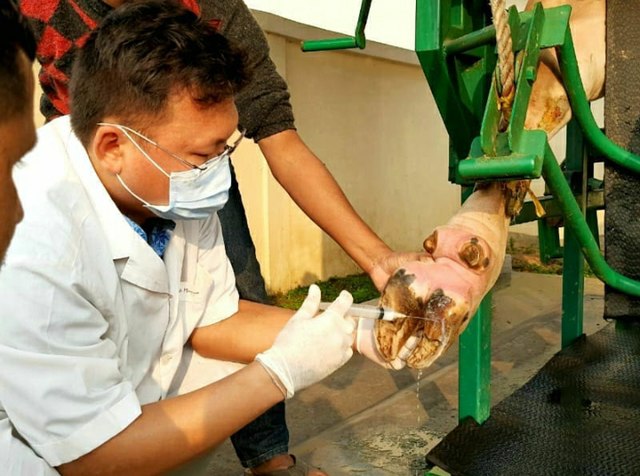 Bovine hoof health management by a veterinarian