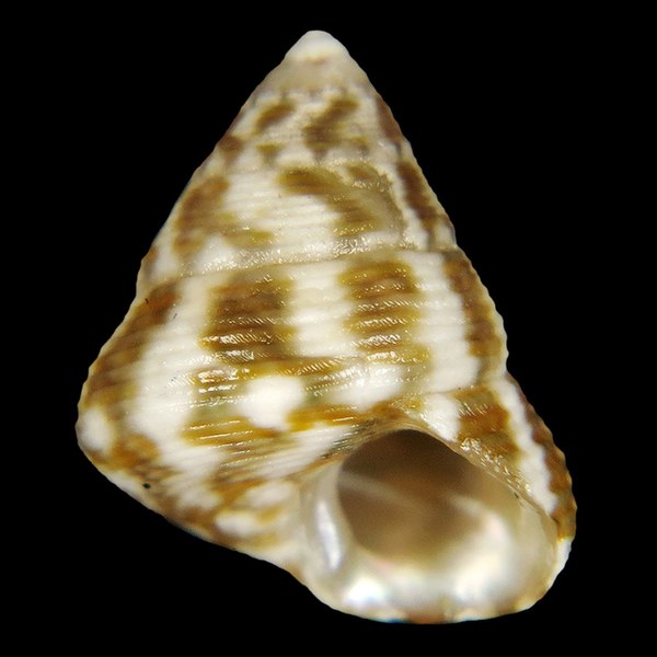 File:Seashell Jujubinus escondidus.jpg