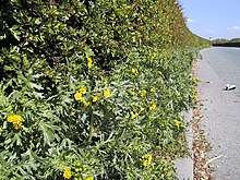 Welsh groundsel lining the roadside at Chirk Senecio cambrensis at Chirk.jpg