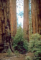 Sequoia and Kings Canyon National Parks SEKI4517.jpg