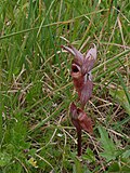 Miniatura per Serapias parviflora