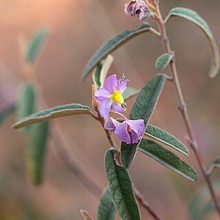 <i>Seringia collina</i> Species of flowering plant