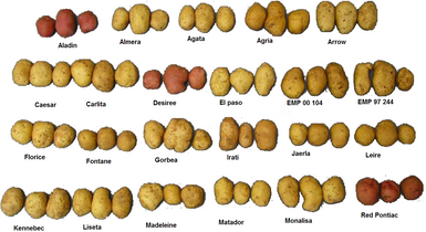 Russet potato - Wikipedia