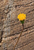 Sierran raillardella (Raillardella scaposa) flowerhead