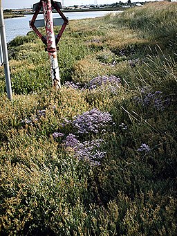 Sign and Sea Lavender - geograph.org.uk - 214565