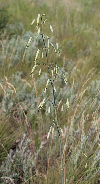 <i>Silene chlorantha</i> Species of flowering plant