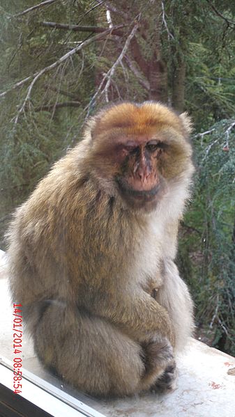 File:Singe magot.JPG