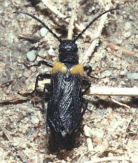 <i>Sitaris muralis</i> Species of beetle