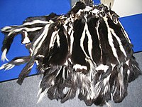 Striped skunk pelts
