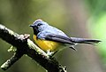 Slate-throated Whitestart  (Myioborus miniatus, cat. )