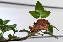 Adulto su foglie di edera