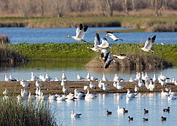 Snow geese at Llano Seco-2069.jpg