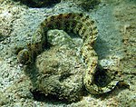 Snowflake moray