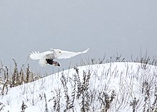 A snowy owl flying with an unidentified prey item in winter. Snowy Owl (240865007).jpeg