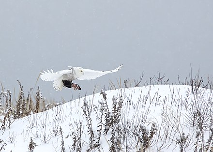 A snowy owl flying with an unidentified prey item in winter.
