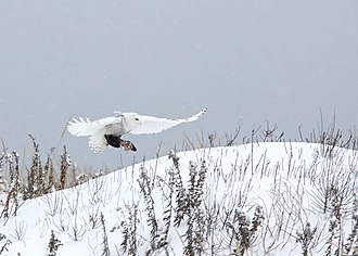 Snowy owl - Wikipedia