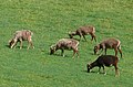 Soay Sheep in Scotland.jpg