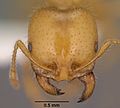 Solenopsis aurea casent0102899 head 1.jpg