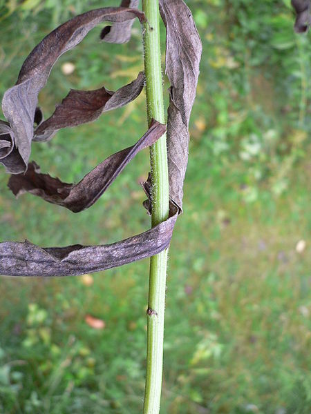 File:Solidago canadensis 20050930 786.jpg