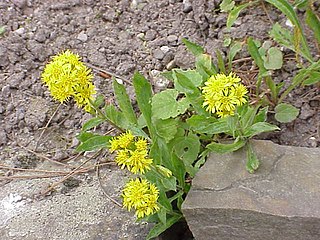 <i>Solidago virgaurea</i> Species of flowering plant