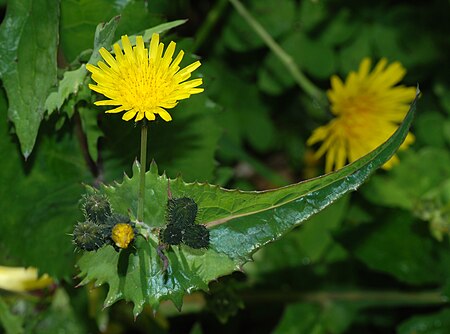 Sonchus February 2008-1.jpg