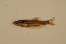 Southern redbelly dace.jpg