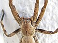 Sparassidae Palystes castaneus mature female 9937s.jpg